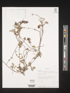 Desmodium barbatum image