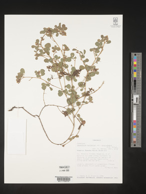 Desmodium barbatum image