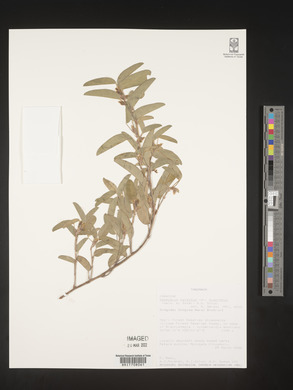 Desmodium barbatum image