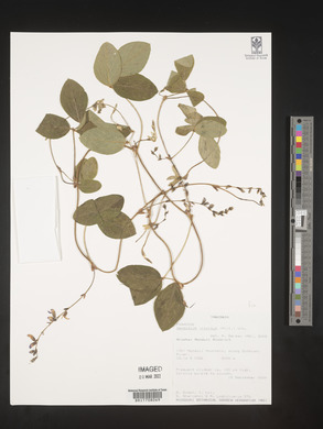 Desmodium intortum image