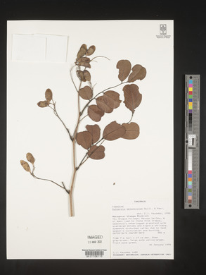 Dalbergia melanoxylon image