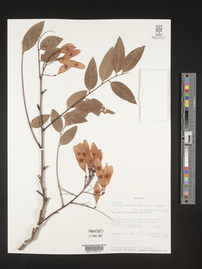 Dalbergia boehmii subsp. boehmii image