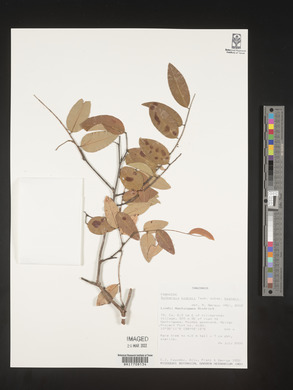 Dalbergia boehmii subsp. boehmii image