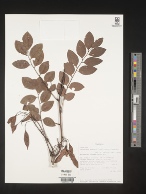 Dalbergia boehmii subsp. boehmii image