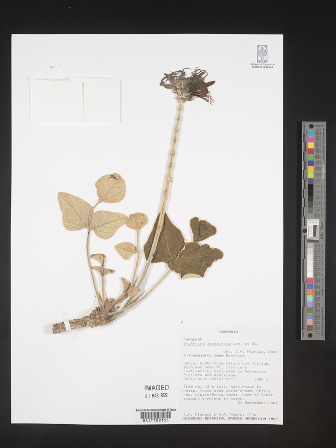 Erythrina abyssinica image