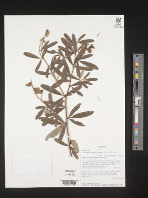 Eriosema psoraleoides image