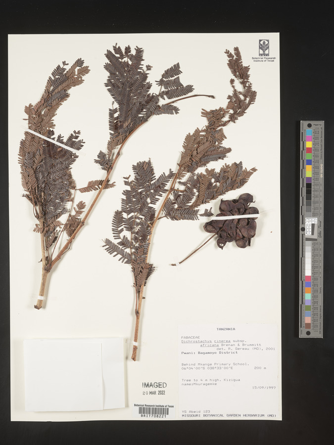 Dichrostachys cinerea subsp. africana image
