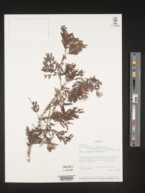 Dichrostachys cinerea subsp. africana image