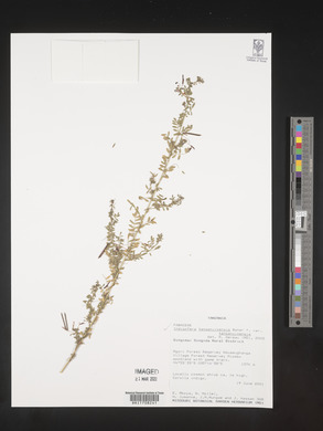 Indigofera tanganyikensis image