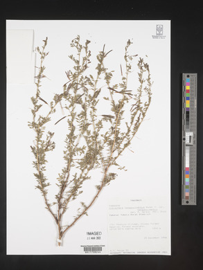 Indigofera tanganyikensis image