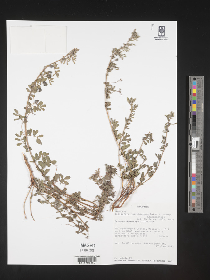 Indigofera nairobiensis subsp. nairobiensis image