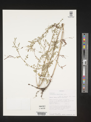 Indigofera dendroides image