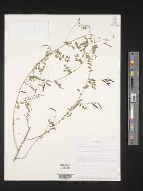 Indigofera dendroides image