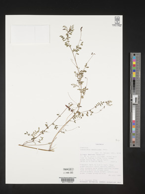 Indigofera dendroides image