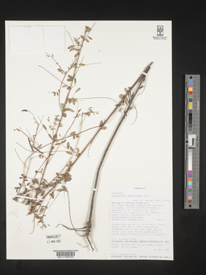 Indigofera dendroides image