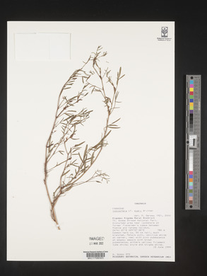 Indigofera dyeri image