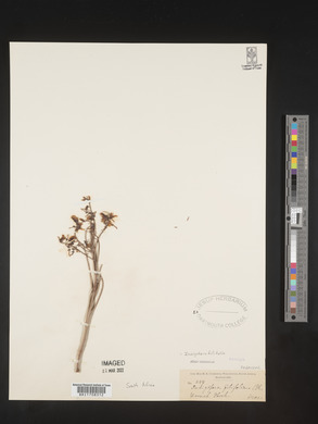 Indigofera filifolia image