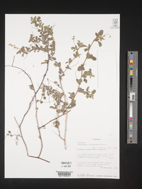 Indigofera fulvopilosa image