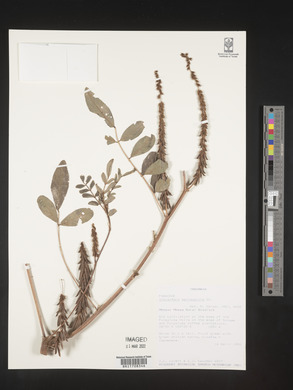 Indigofera astragalina image