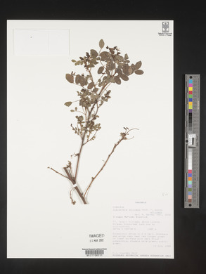 Indigofera atriceps subsp. atriceps image