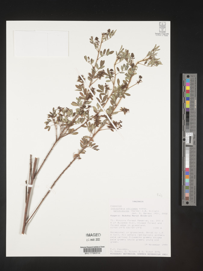 Indigofera atriceps subsp. setosissima image