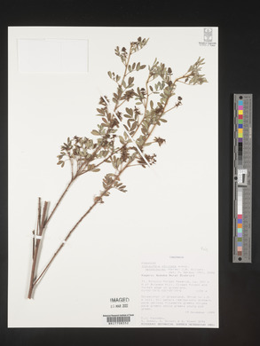 Indigofera atriceps image