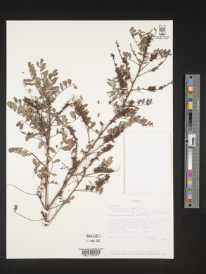 Indigofera atriceps subsp. glandulosissima image