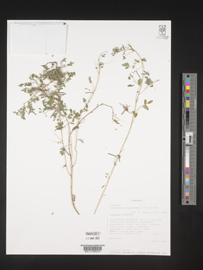 Indigofera brachynema image