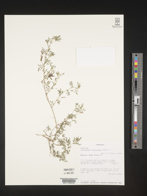 Indigofera brevicalyx image