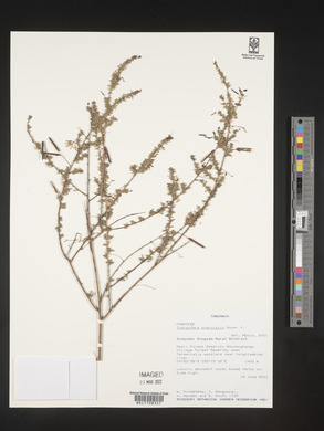 Indigofera brevicalyx image