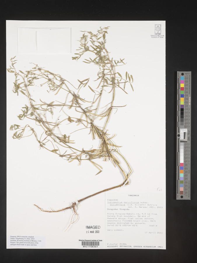 Indigastrum parviflorum subsp. occidentale image