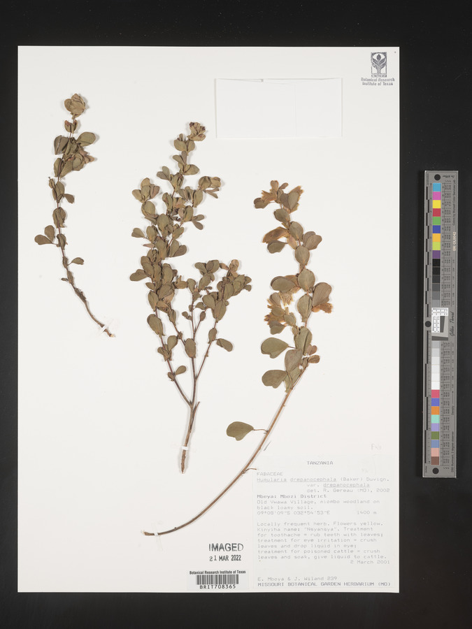 Humularia drepanocephala var. drepanocephala image