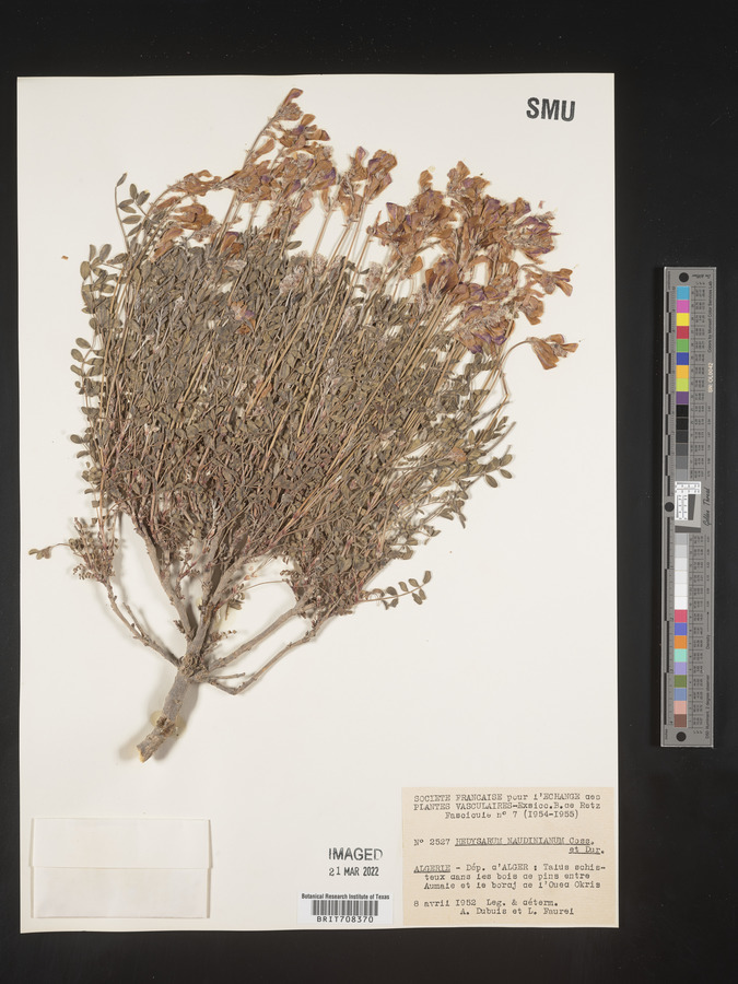 Hedysarum naudinianum image
