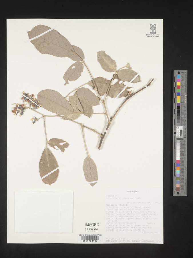 Lonchocarpus capassa image