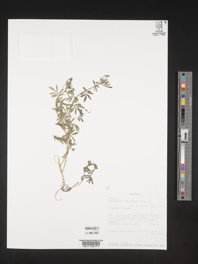 Indigofera radicifera image