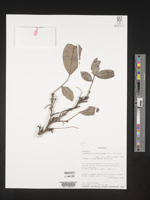 Indigofera rhynchocarpa image