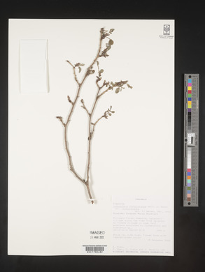 Indigofera rhynchocarpa image