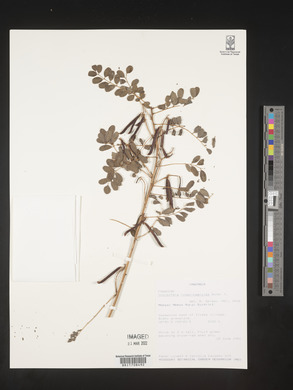 Indigofera roseo-caerulea image