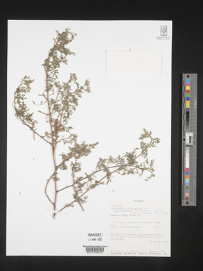 Indigofera subargentea var. shinyangensis image