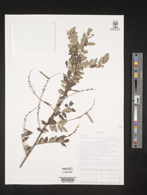 Indigofera swaziensis image