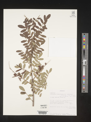 Indigofera swaziensis image