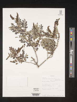 Indigofera swaziensis image