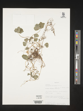 Parochetus communis subsp. africanus image