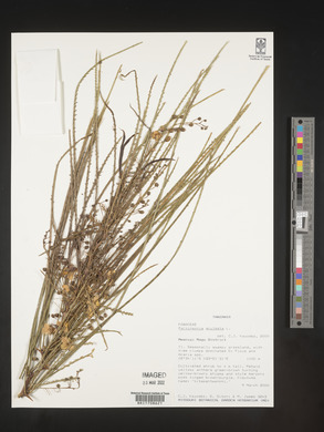 Parkinsonia aculeata image