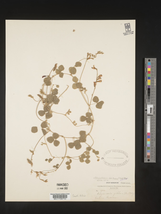 Rhynchosia caribaea image