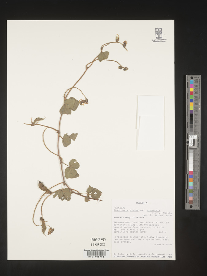 Rhynchosia minima var. prostrata image