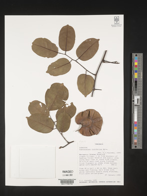 Pterocarpus tinctorius image