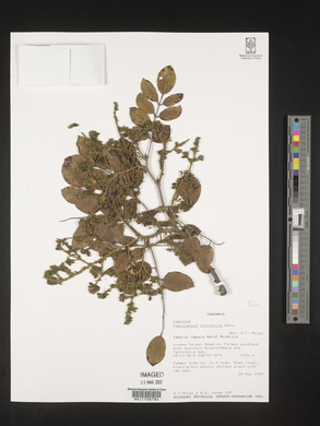 Pterocarpus tinctorius image