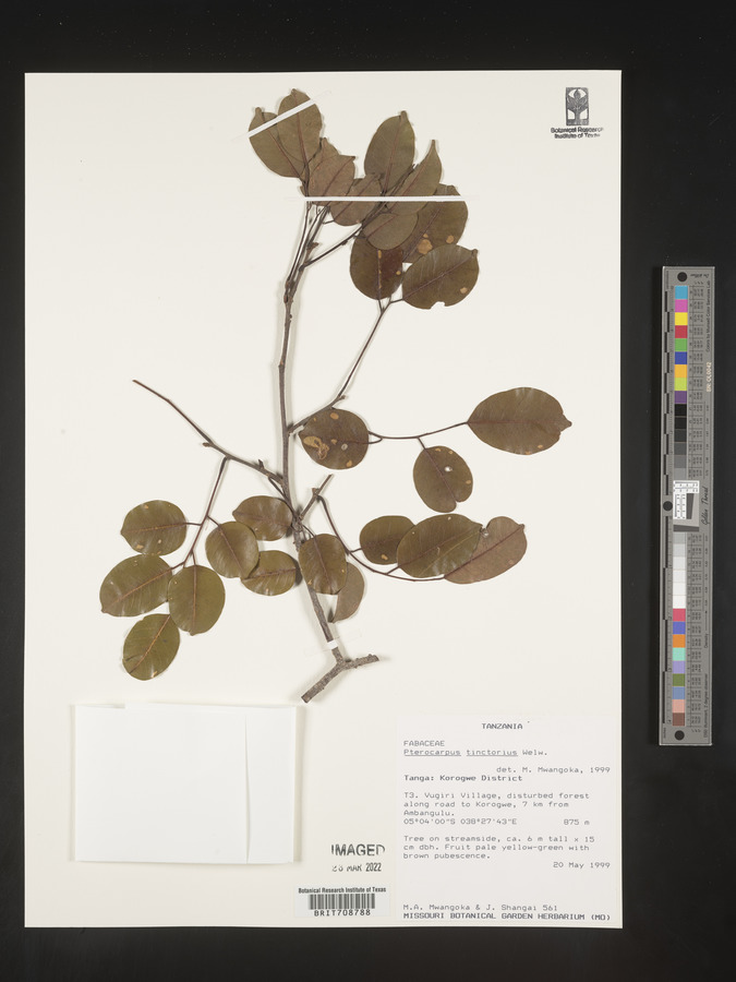 Pterocarpus tinctorius image