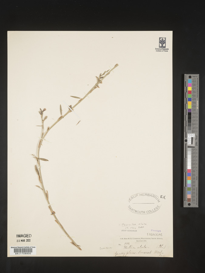 Psoralea alata image